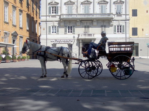 Piazza horse